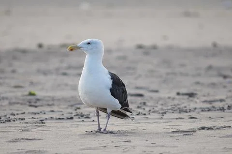 Seagull Stock Photos