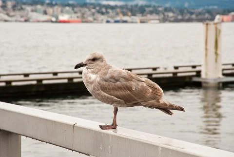 Seagull Stockfoto's