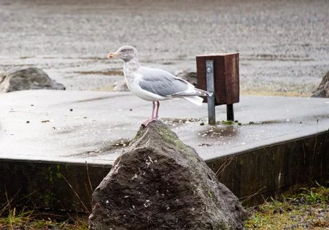 Seagull Stock Photos