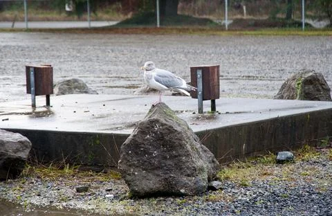 Seagull Stock Photos