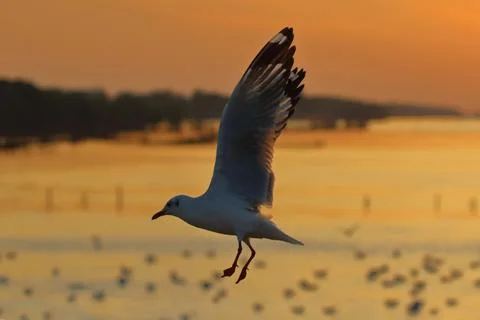 Seagull Stock Photos