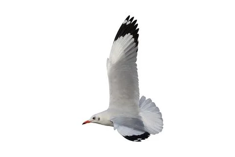 Seagull Stock-Fotos