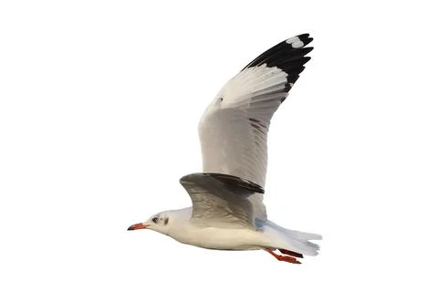 Seagull Stock Photos