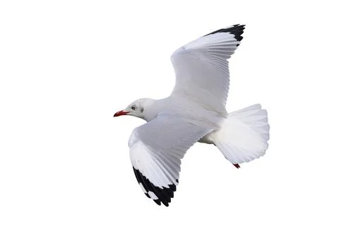 Seagull Stock Photos