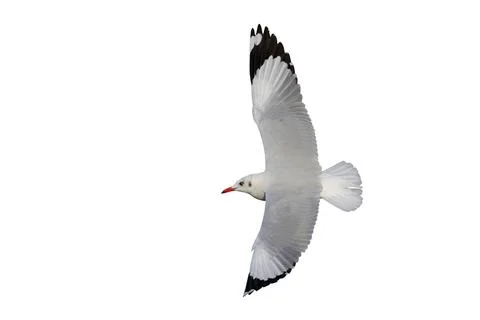 Seagull Stock Photos
