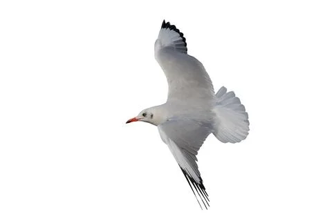 Seagull Stock Photos
