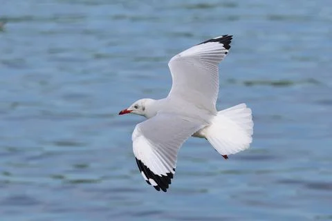 Seagull Stock Photos
