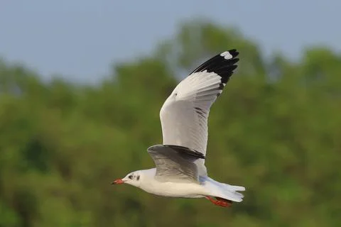 Seagull Stock Photos