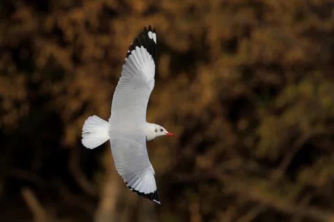 Seagull Stock Photos
