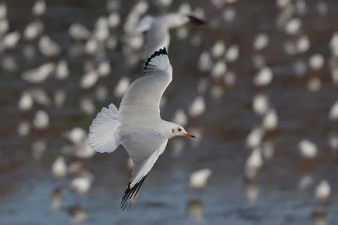 Seagull Stock Photos