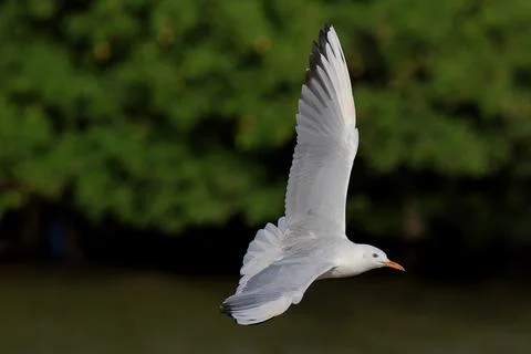 Seagull Stock Photos