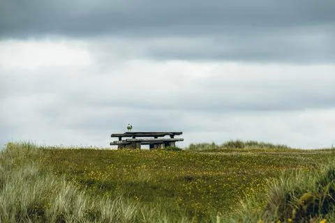 Seagull on a pic nic table Stock Photos