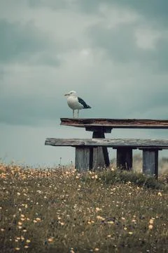Seagull on a pic nic table Stock Photos