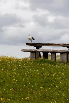 Seagull on a pic nic table Stock Photos