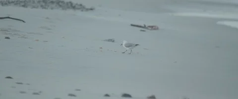Seagull picking the beach ground - UHD Prores 422 Stock Footage 103856513