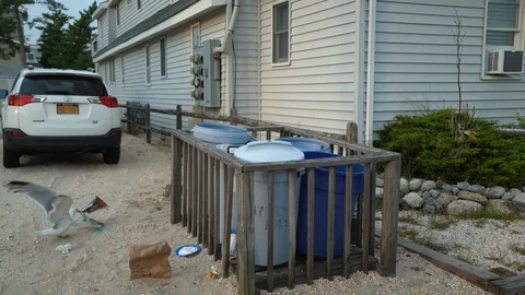 Seagull picking through garbage Stock Footage 95691088