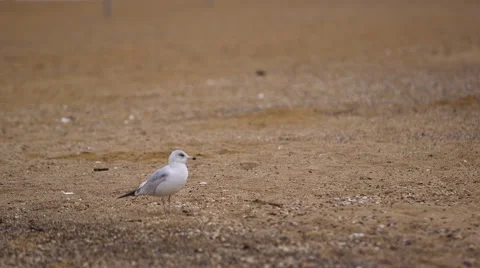 Seagull Picks Up Stick Stock Footage 61142413