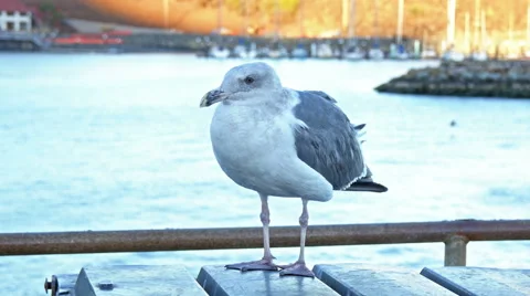 Seagull on a pier 4k Stock Footage 49145853