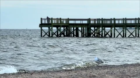 Seagull, Pier, and Rolling Waves Stock Footage 284996706