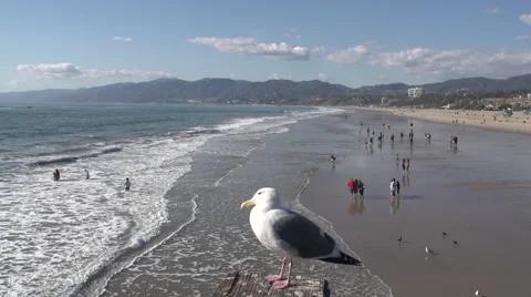 Seagull on Pier at the Beach Video stock 51926826