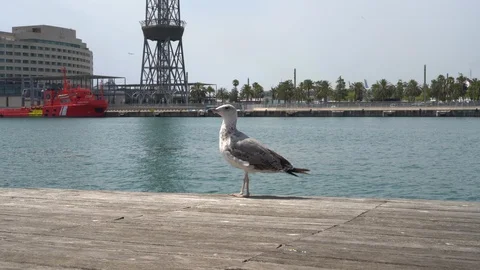 Seagull on the pier, close up 스톡 동영상 112443141