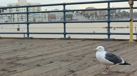 A seagull on a pier Video stock 20513497