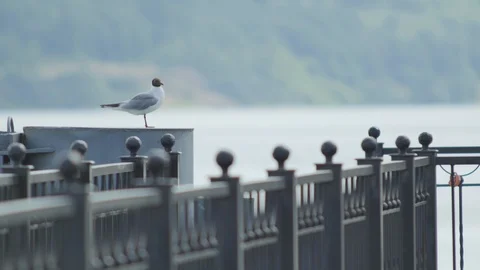 Seagull On The Pier Video stock 89444795