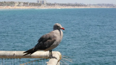 Seagull on Pier Video stock 94360582