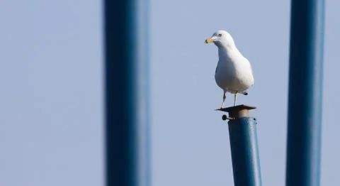 Seagull on a pier Stock Photos