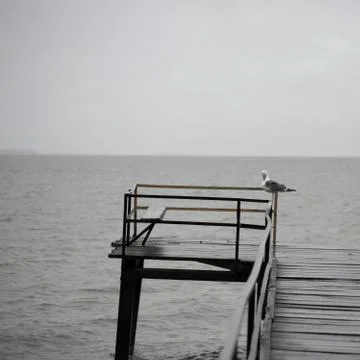 Seagull on the pier Stock Photos