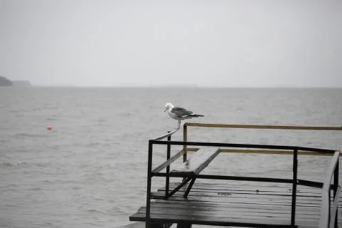 Seagull on the pier Stock Photos