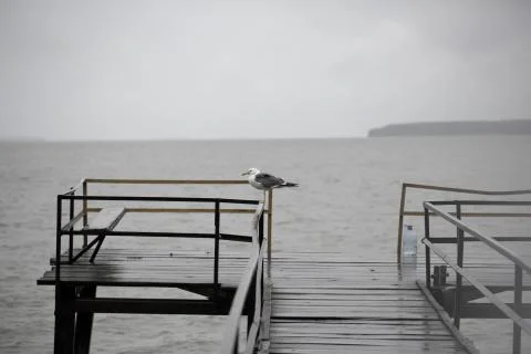 Seagull on the pier Stock Photos