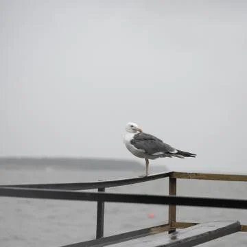 Seagull on the pier Stock Photos