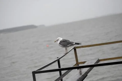 Seagull on the pier Stock Photos