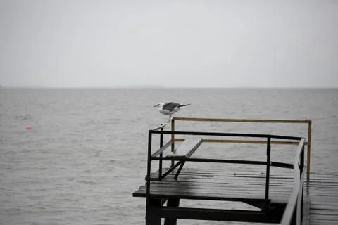 Seagull on the pier Stock Photos