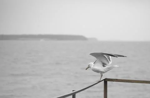Seagull on the pier Stock Photos