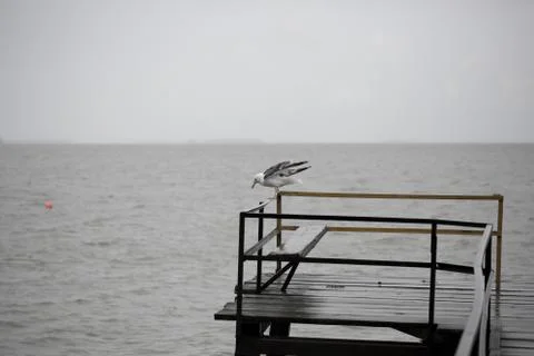 Seagull on the pier Stock Photos