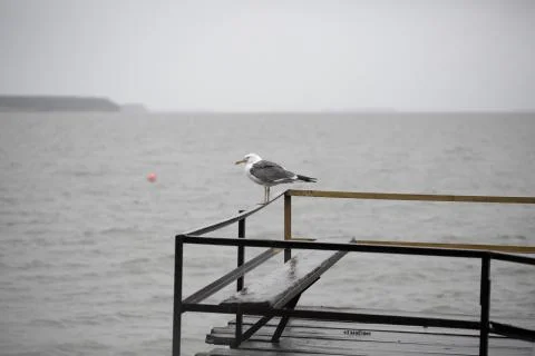 Seagull on the pier Stock Photos