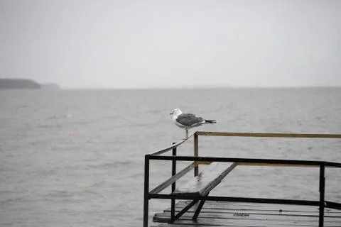 Seagull on the pier Stock Photos