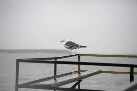 Seagull on the pier Stock Photos