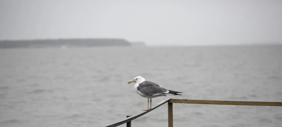 Seagull on the pier Stock Photos