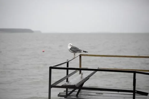 Seagull on the pier Stock Photos