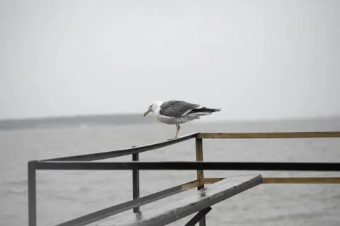 Seagull on the pier Stock Photos