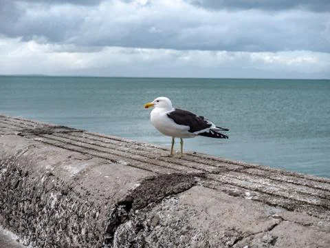Seagull on pier. Foto stock