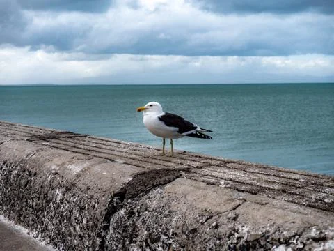 Seagull on pier. Stock Photos
