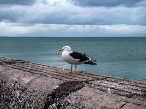 Seagull on pier. Foto stock