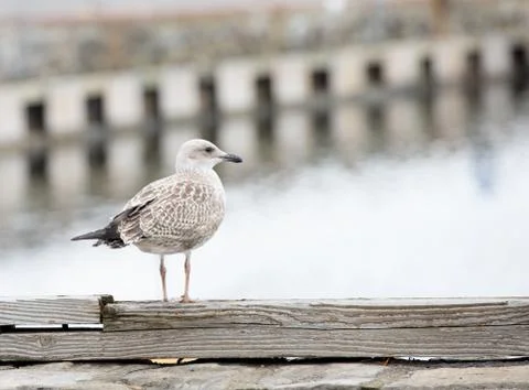 Seagull on pier Stock Photos