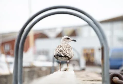 Seagull on pier 스톡 사진