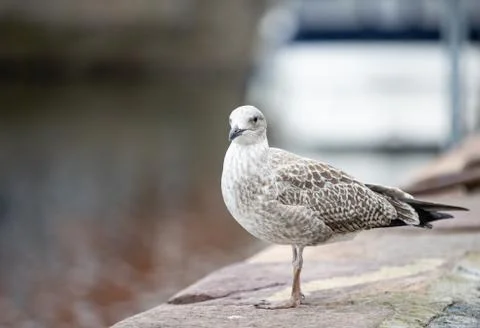 Seagull on pier Stock Photos