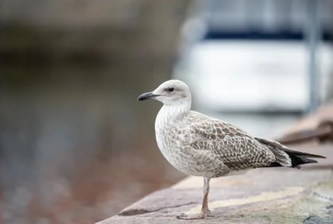 Seagull on pier Foto stock